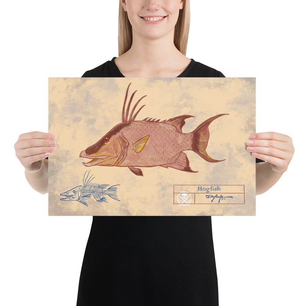 Naturalist Hogfish Snapper Fine Art Print 12" x 18"
