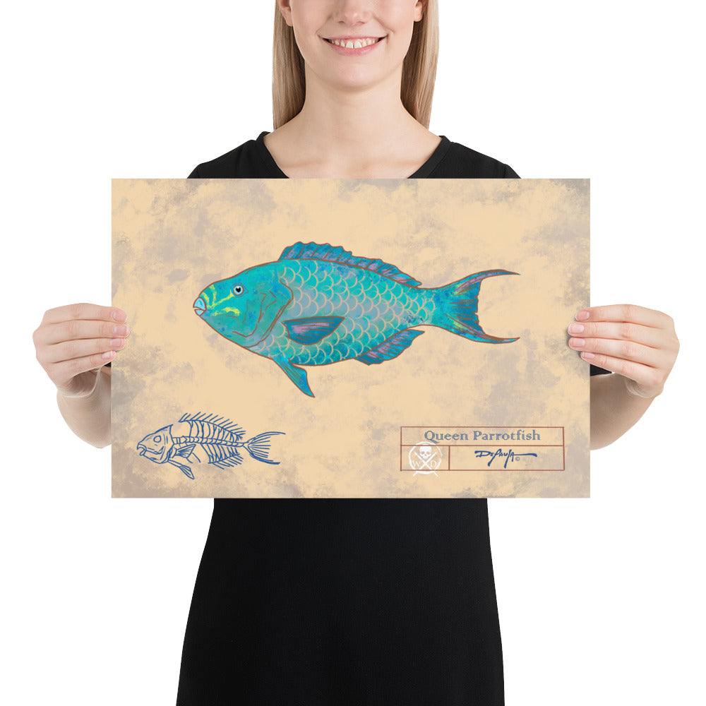 Naturalist Queen Parrot fish Fine Art Print 12" x 18"
