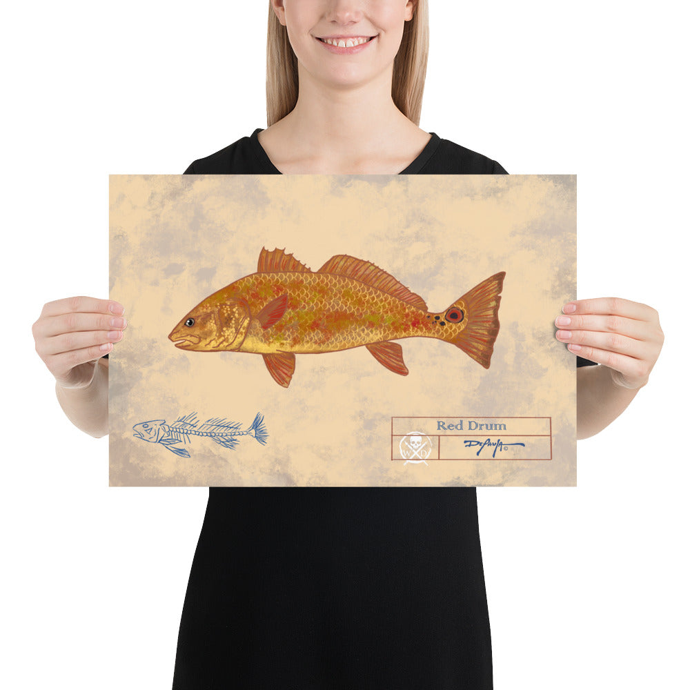 Naturalist Redfish Red Drum Fine Art Print 12" x 18"