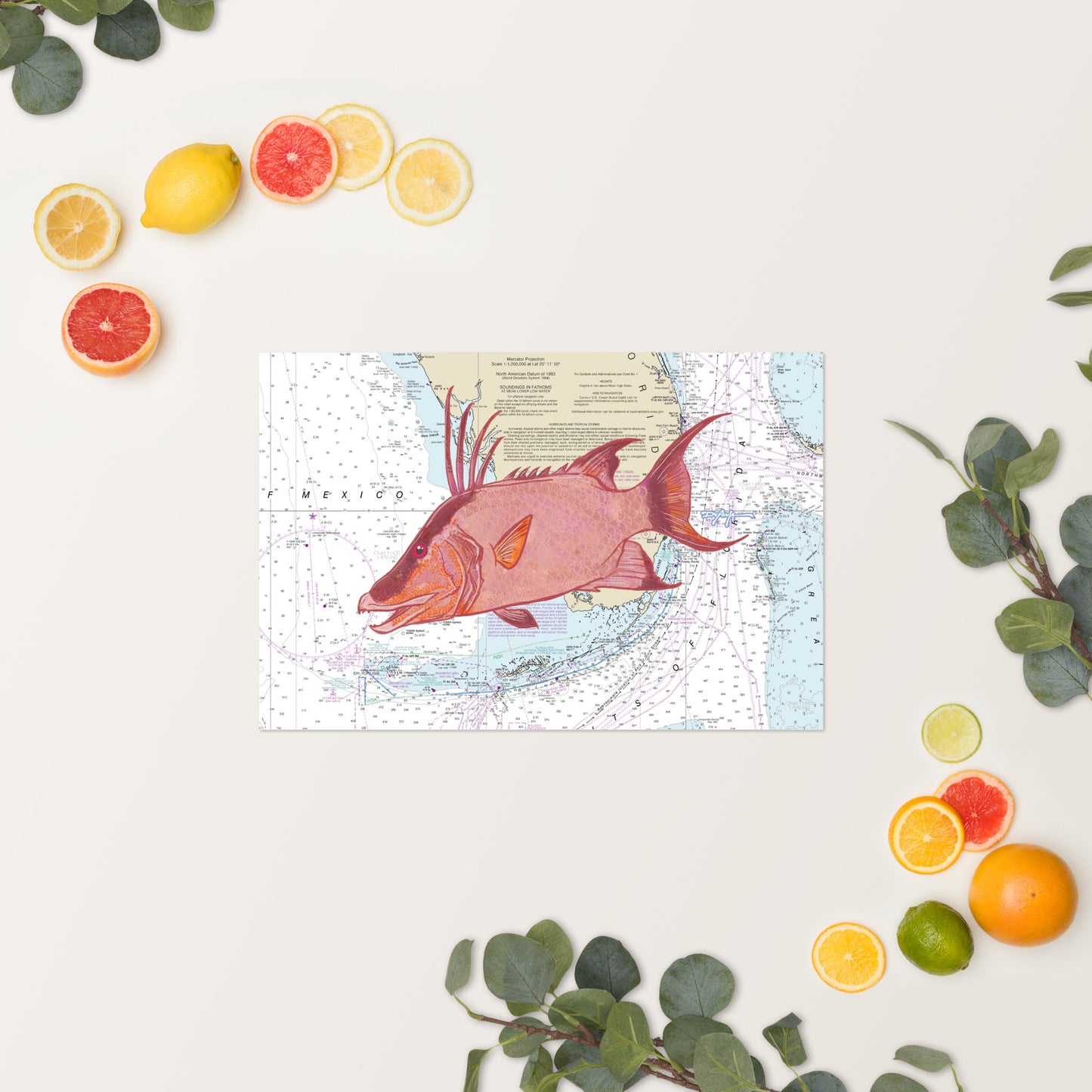 Hogfish Nautical Chart Fine Art Print 12" x 18"