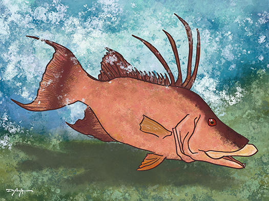 Hogfish with Blues and Greens Fine Art Canvas 18" x 24"