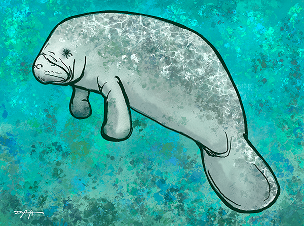 The Manatee Fine Art Canvas 12" x 18"