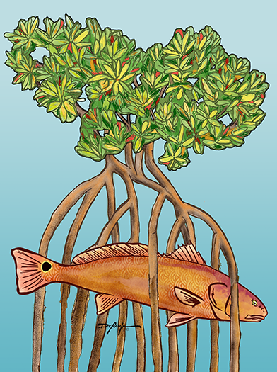 Redfish in the Mangroves Fine Art Canvas Print 18" x 24"