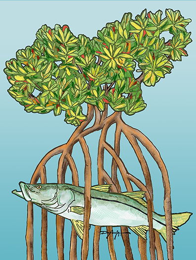 Snook in the Mangroves Fine Fish Art Canvas Print 18" x 24"