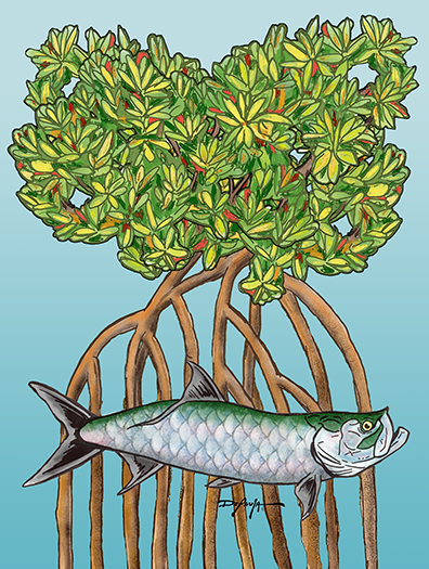 Tarpon in the Mangroves Fine Fish Art Canvas Print 18" x 24"